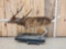 Rusa Deer Full Body Taxidermy Mount