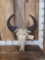 Dwarf Forest Buffalo Skull Taxidermy