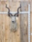 African Kudu Shoulder Mount Taxidermy