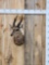 African Bush Buck Shoulder Mount Taxidermy