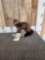 Mink Full Body Taxidermy Mount
