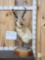 Pronghorn Antelope Table Top Pedestal Taxidermy Mount
