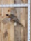 Ringneck Pheasant In Flight Bird Taxidermy