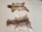 Soft Tanned Elk And Axis Skins