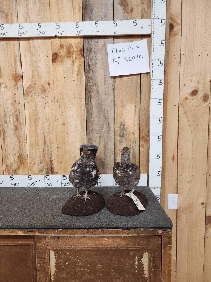 Male & Female Blue Grouse Bird Taxidermy