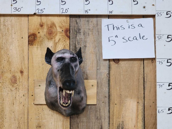 The Dreaded Chupacabra Reproduction Shoulder Mount Taxidermy