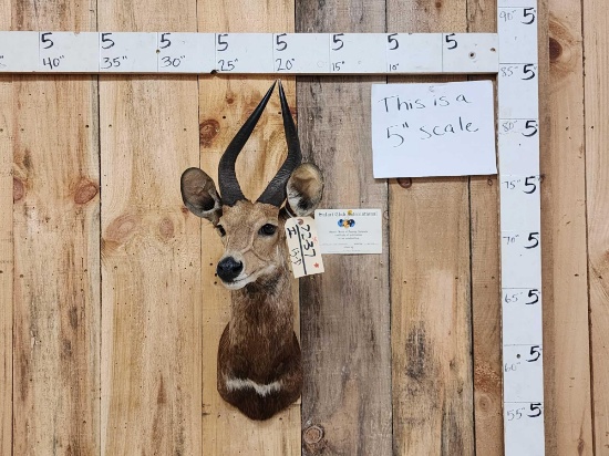 African Bush Buck Shoulder Mount Taxidermy