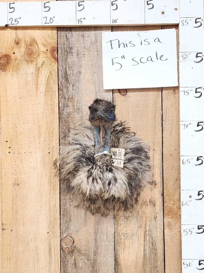 Emu Shoulder Mount Bird Taxidermy
