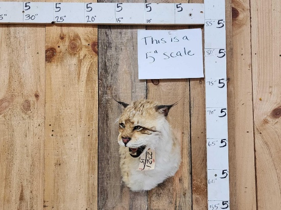 Reproduction Iberian Lynx Shoulder Mount Taxidermy