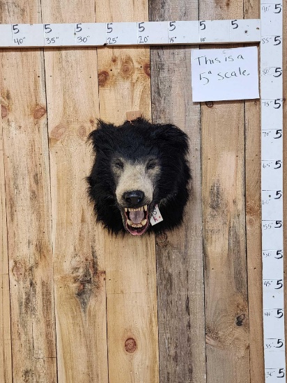Reproduction Sloth Bear Shoulder Mount