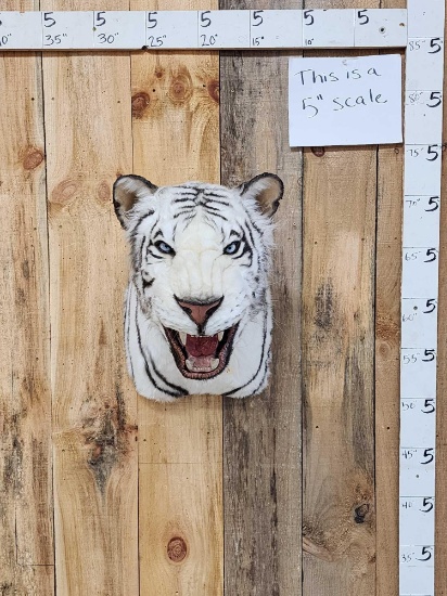 Reproduction White Tiger Shoulder Mount Taxidermy