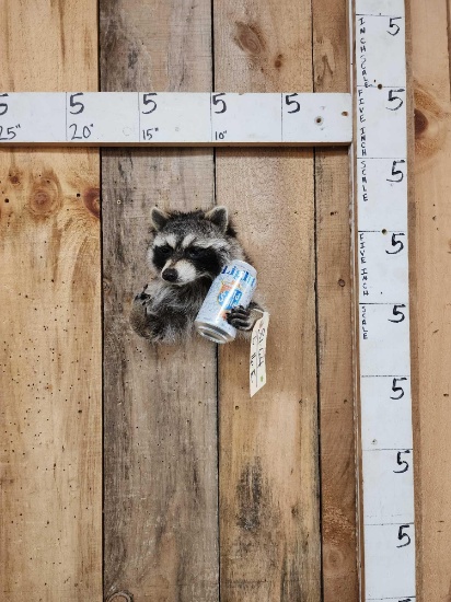 Naughty Raccoon Half Body Taxidermy Mount