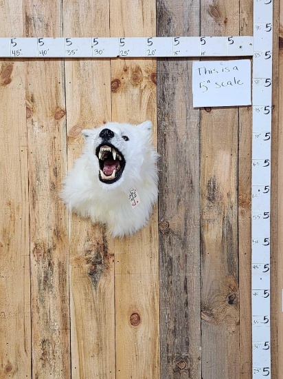 Reproduction XL White Wolf