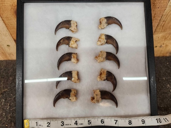 Set Of 10 Black Bear Claws Taxidermy