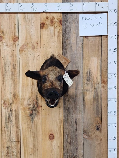Wild Boar Hog Shoulder Mount Taxidermy