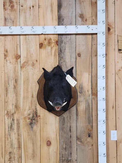 Wild Boar Hog Shoulder Mount Taxidermy