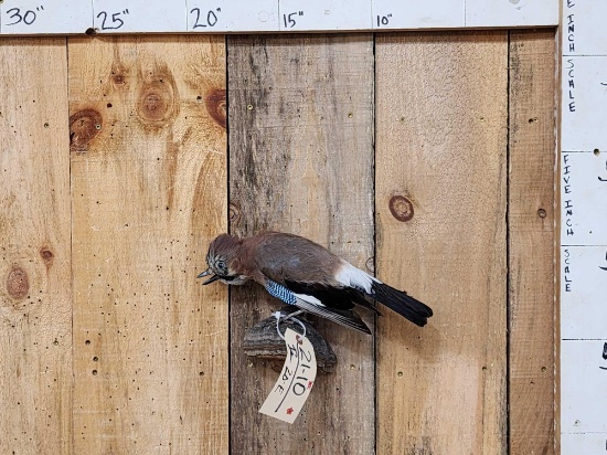 Eurasian Jay Full Body Bird Taxidermy