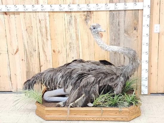 Hen Ostrich On A Nest Full Body Bird Taxidermy
