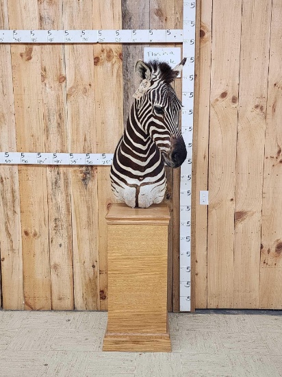 Zebra Pedestal Taxidermy Mount