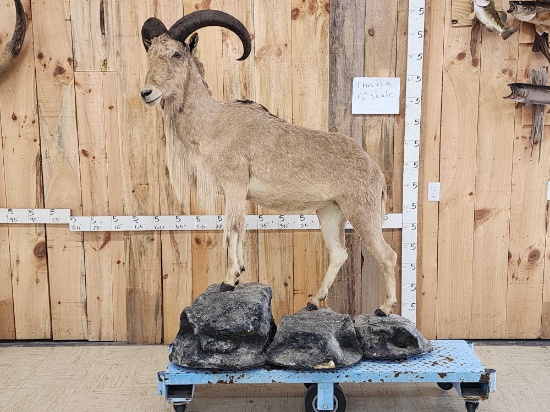 Aoudad Or Barbary Sheep Full Body Taxidermy Mount