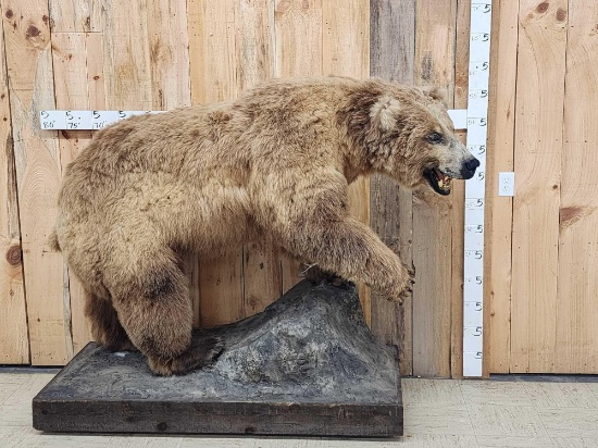 Alaskan Grizzly Bear Full Body Taxidermy Mount
