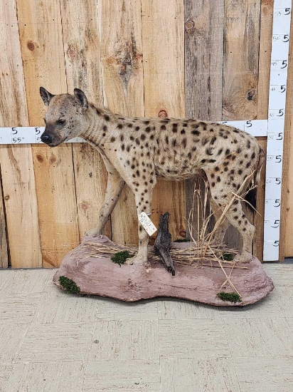 African Hyena Full Body Taxidermy Mount