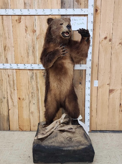 Alaskan Grizzly Bear Full Body Taxidermy Mount