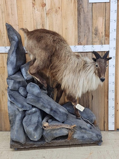 Tahr Full Body Taxidermy Mount