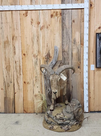Aoudad Or Barbary Sheep Half Body Taxidermy Mount