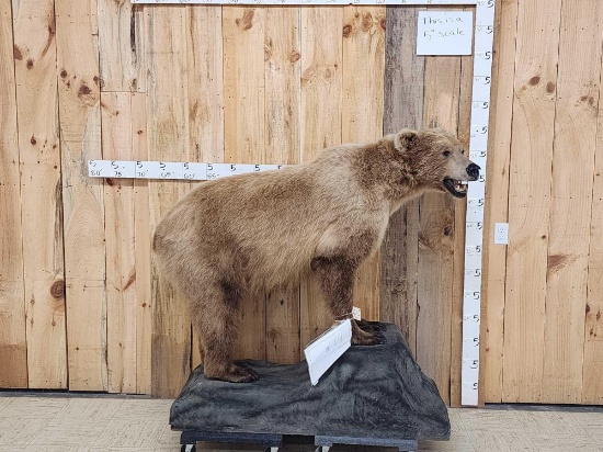 Alaskan Brown Bear Full Body Taxidermy Mount
