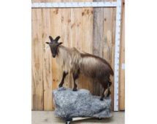New Zealand Tahr Full Body Taxidermy Mount