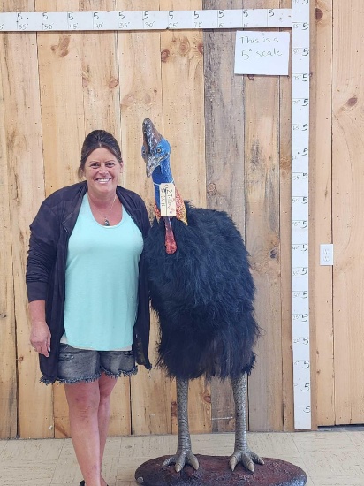Reproduction Cassowary Full Body Bird Taxidermy