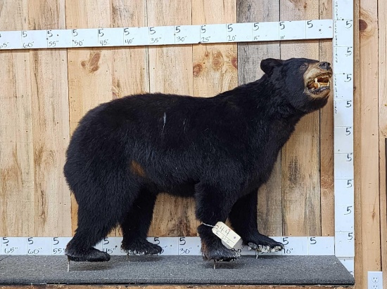 Vintage Black Bear Full Body Taxidermy Mount