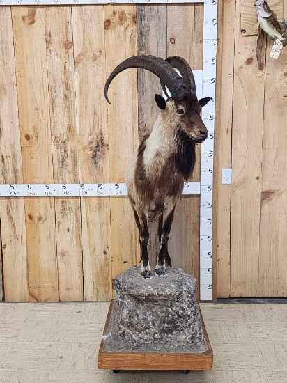 Ibex Full Body Taxidermy Mount