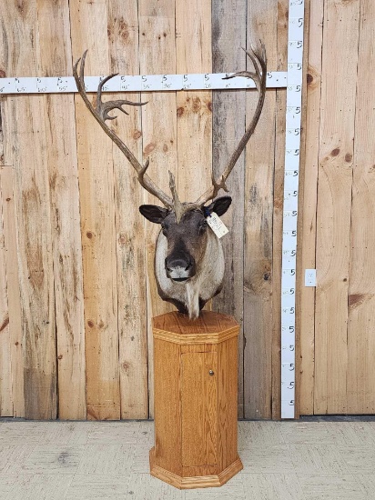 Caribou Pedestal Taxidermy Mount