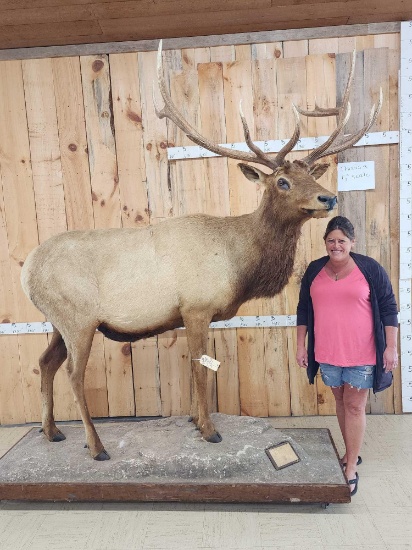 6x6 Elk Full Body Taxidermy Mount