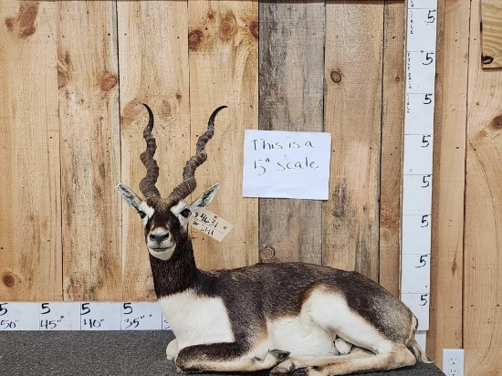 Indian Black Buck Full Body Taxidermy Mount