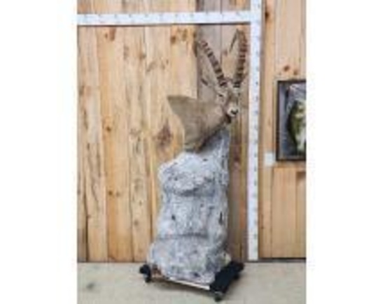 Ibex Pedestal Taxidermy Mount