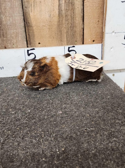Guinea Pig Full Body Taxidermy Mount