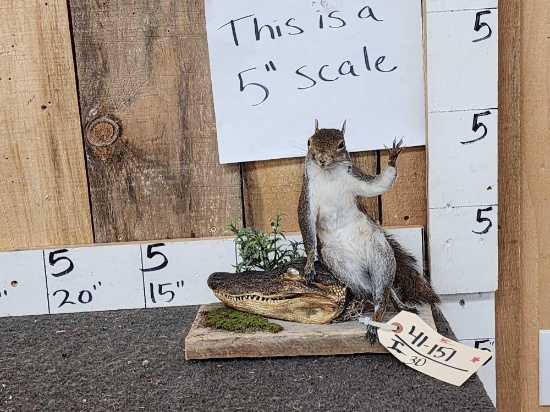 Squirrel On Gator Head Taxidermy Mount