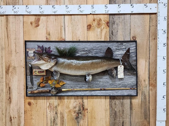 38" Muskie Real Skin Fish Taxidermy