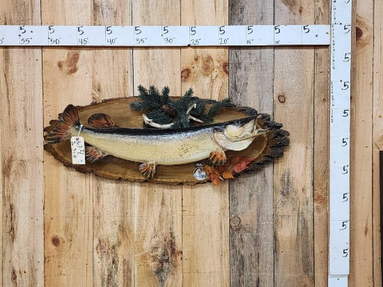 39" Northern Pike Real Skin Fish Taxidermy