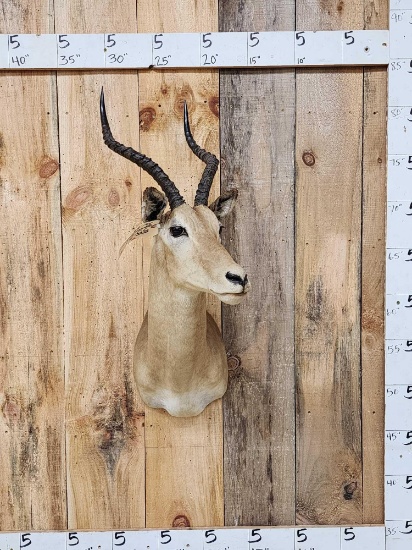 African Impala Shoulder Mount Taxidermy