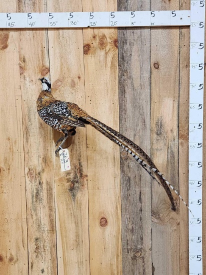 Reeves Pheasant Full Body Bird Taxidermy