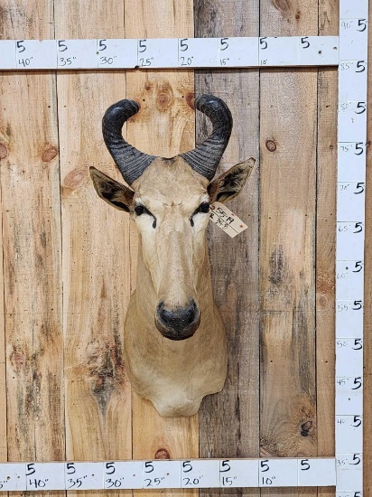 African Hartebeest Shoulder Mount Taxidermy