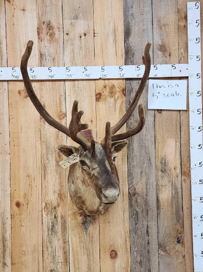 Caribou In Velvet Shoulder Mount Taxidermy