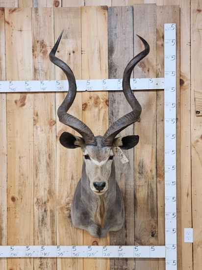 African Kudu Shoulder Mount Taxidermy
