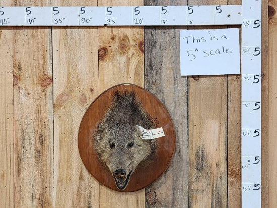 Javelina Or Peccary Shoulder Mount Taxidermy