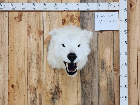 Reproduction Xl Albino Direwolf Shoulder Mount Taxidermy