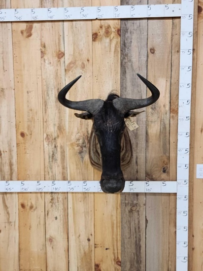 African Blue Wildebeest Shoulder Mount Taxidermy